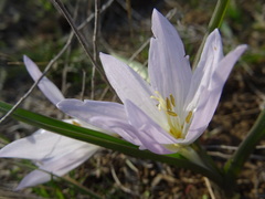Colchicum bulbocodium versicolor