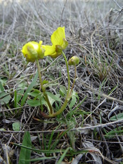 Ranunculus polyrhizos