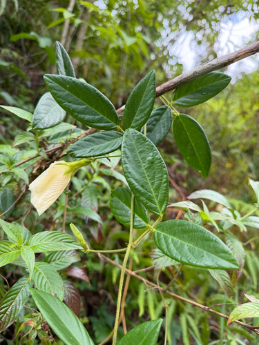 Clitoria falcata observed 2026-05-01