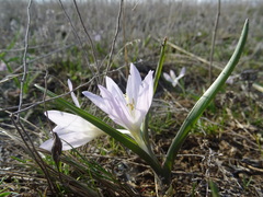 Colchicum bulbocodium versicolor