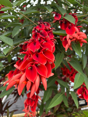 Erythrina crista-galli observed 2026-05-01