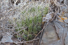 Maihueniopsis