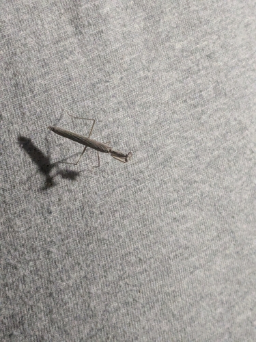 iNaturalist observation photo of American Ground Mantises