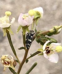 Acmaeodera tuta