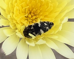 Acmaeodera tuta