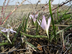 Colchicum bulbocodium versicolor