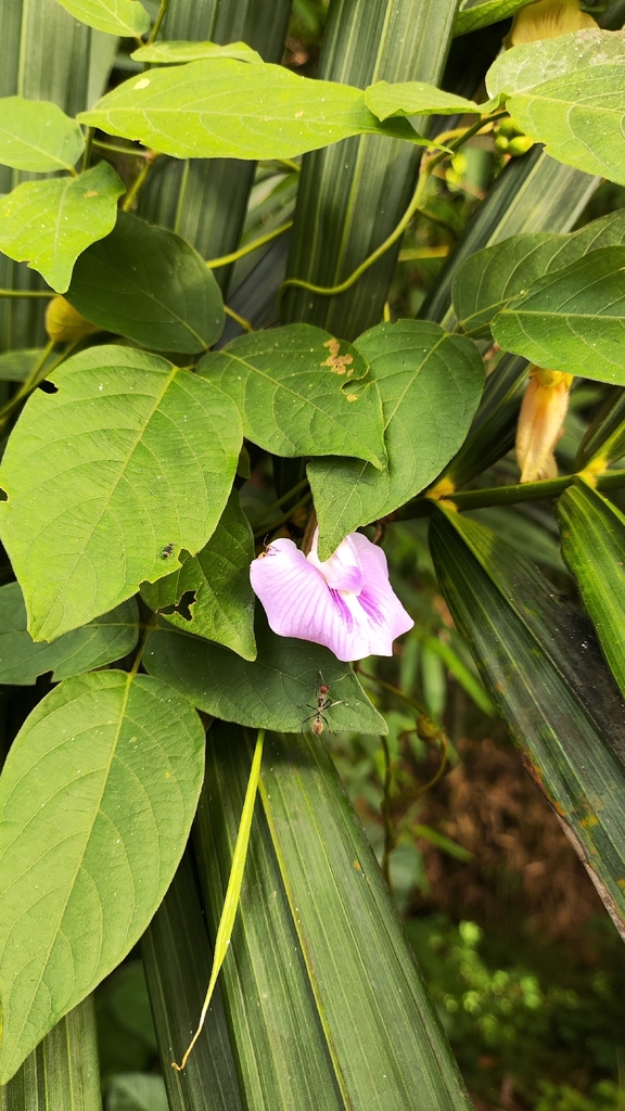 Centro, Butterfly pea (Centrosema pubescens)