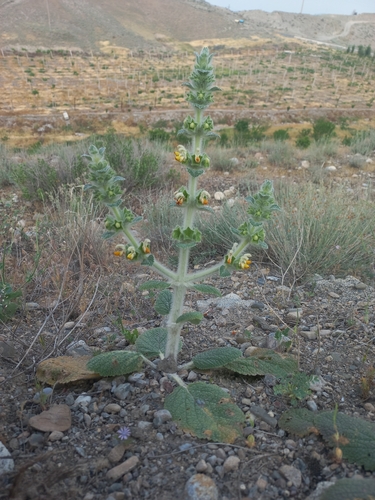 Phlomoides isochila