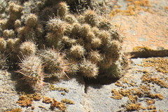 Austrocactus ferrarii