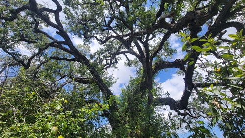 iNaturalist observation photo of Quercus garryana garryana × lobata
