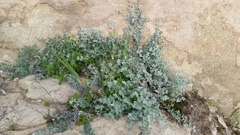 Acmispon argophyllus