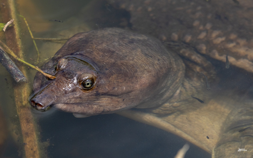 Florida Softshell Turtle