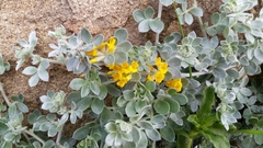 Acmispon argophyllus