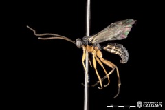 Ctenopelmatinae