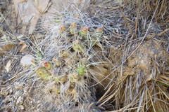 Maihueniopsis ovata