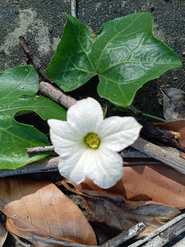 Ivy gourd