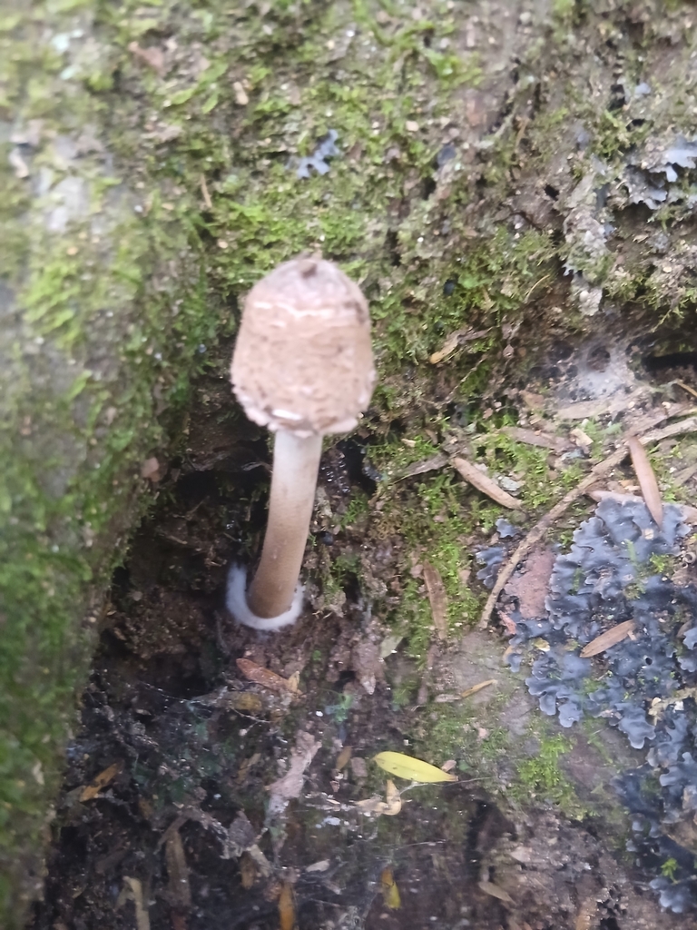 Macrolepiota clelandii · May 2026 · photo: © mphnz (iNaturalist, cc0)