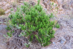 Mutisia linifolia