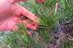 Mutisia linifolia