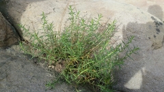 Deinandra minthornii