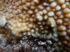 Hydnophora microconos