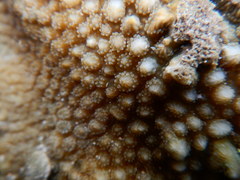 Hydnophora microconos