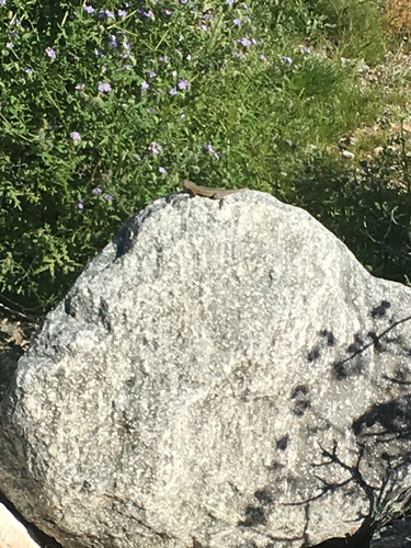 iNaturalist observation photo of Western Side-blotched Lizard