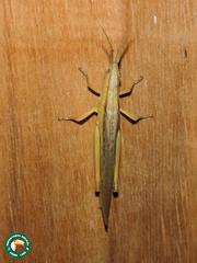 Duronia chloronota