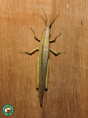 Duronia chloronota