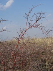 Spiraea crenata