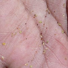 Arenaria boliviana