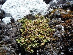 Arenaria boliviana