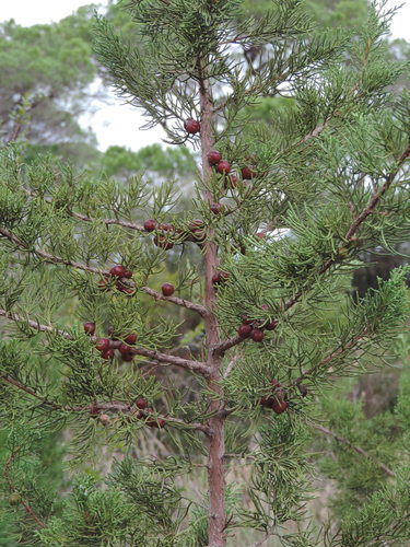 Mediterranean juniper