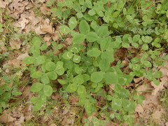 Trifolium vesiculosum