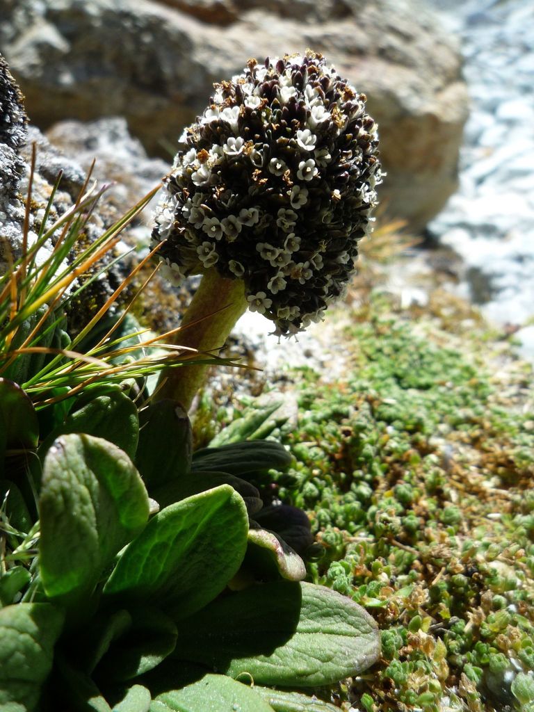 Valeriana pycnantha