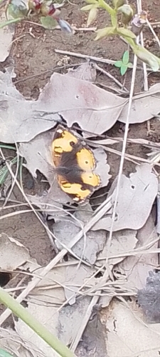 Yellow Pansy
