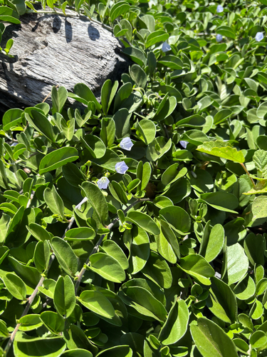 Jacquemontia sandwicensis observed 2026-05-01