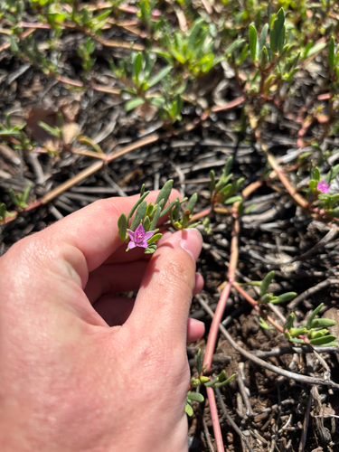 Sesuvium portulacastrum observed 2026-05-01