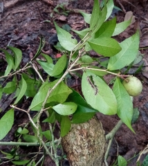 Prockiopsis hildebrandtii