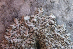 Physcia thomsoniana