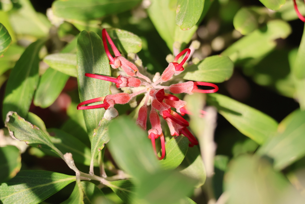 Grevillea olivacea; photograph author not stated, no rights reserved