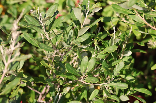 Grevillea olivacea, photograph 2
