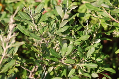 author not stated, no rights reserved Grevillea olivacea, photograph author not stated, no rights reserved