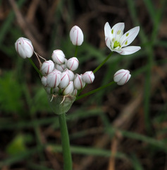 Allium trifoliatum