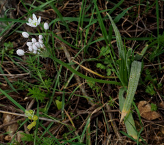 Allium trifoliatum