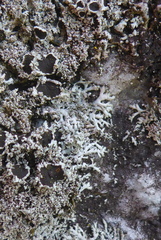 Physcia thomsoniana