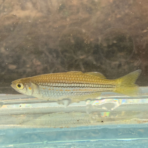 Exquisite rainbowfish (Melanotaenia exquisita) — Melanotaeniidae — 4