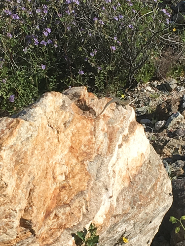iNaturalist observation photo of Western Side-blotched Lizard