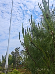 Pinus massoniana, photograph (c) angryphyco, some rights reserved (CC BY)