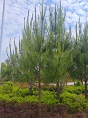 Pinus massoniana, photograph (c) angryphyco, some rights reserved (CC BY)